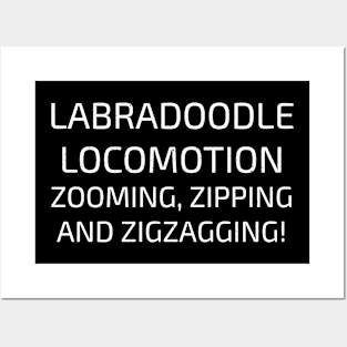 Labradoodle Locomotion Zooming Posters and Art